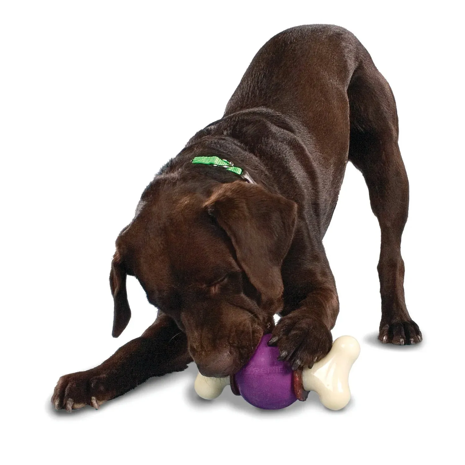 Busy Buddy Bouncy Bone Treat Ring Dog Toy