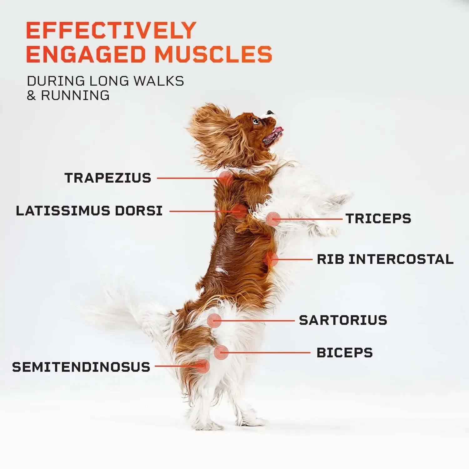 PawRunner Pet Treadmill