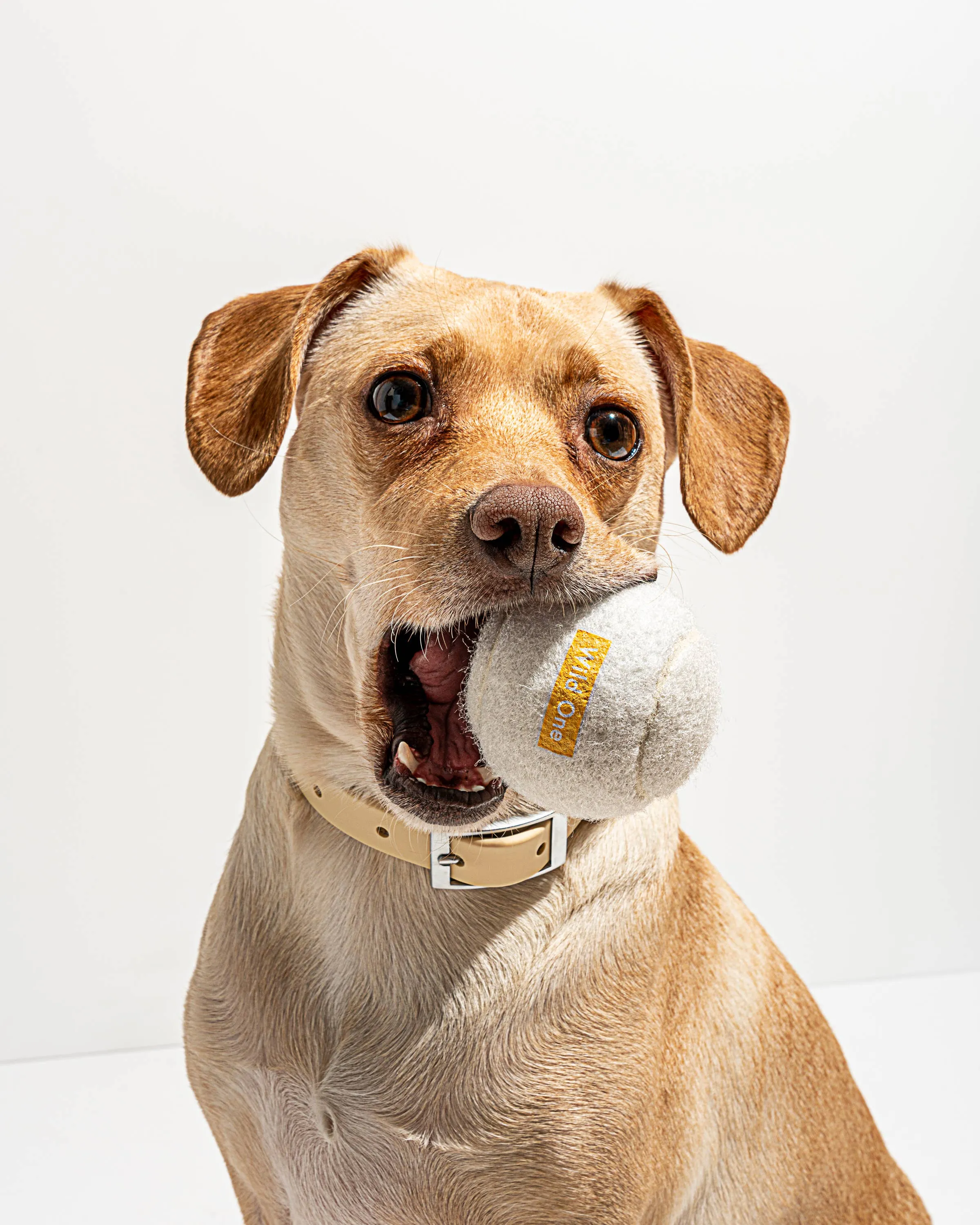 Wild One - Set of 4 Wild One Tennis Balls in White